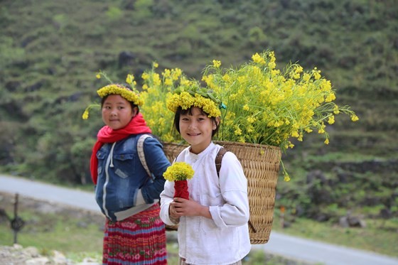 Ngày cuối tuần, được nghỉ học, lũ trẻ rủ nhau hái từng gùi hoa cải vàng lên núi. Với lũ trẻ, đây vừa là cách để làm thêm giúp bố mẹ và cũng dịp để được đi chơi, được giao tiếp với mọi người. Không xin tiền, không xin quà... chỉ là những gùi cải vàng ruộm và những nụ cười rất tươi nhưng du khách khi dừng chân chụp ảnh đều có chung cảm giác được trở về với tuổi thơ