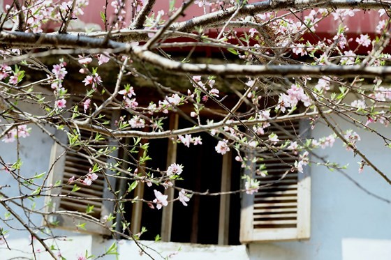 Đào bừng nở bên ô cửa nhỏ, đào len lỏi trên những khe đá rồi rạng rỡ đâm chồi, nảy lộc vào tiết tháng 3...