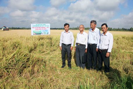 HTX Cam sành Organics Trà Ôn tiên phong trong việc đầu tư sản xuất theo quy trình an toàn hữu cơ bền vững. Trong ảnh: Mô hình phát triển vùng lúa nguyên liệu 100% sử dụng phân bón và thuốc trừ sâu hữu cơ do HTX triển khai tại huyện Tam Bình.