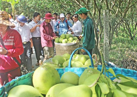  Xã Mỹ Hòa đã và đang khai thác lợi thế, tiềm năng lớn từ cây bưởi Năm Roi để giúp người dân nâng cao chất lượng cuộc sống.