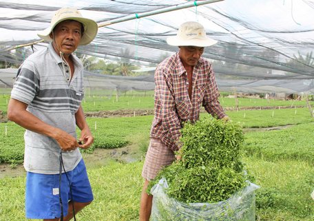 Trồng xà lách xoong là một trong những thế mạnh lớn giúp xã Thuận An đi đầu về tiêu chí thu nhập.