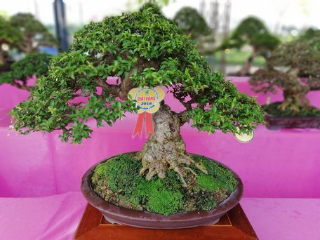 Giải vàng bonsai trung