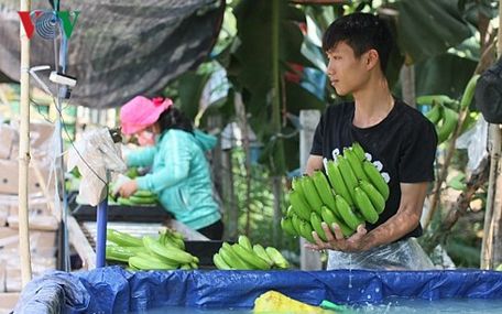 Chuối được giá mang lại niềm vui lớn cho nông dân.