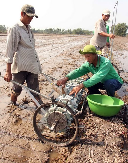 Lượng giống gieo sạ bằng dụng cụ cải tiến này tiết giảm còn 6kg/công, giảm khoảng 10kg giống/công so với kiểu sạ lan.