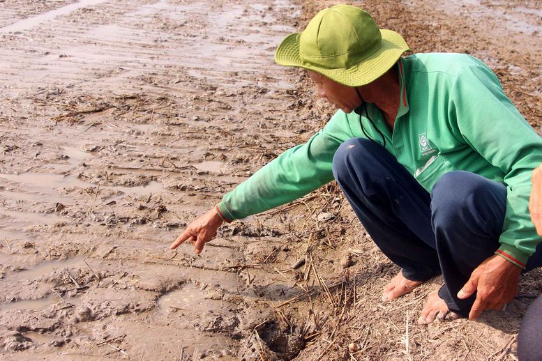 Qua thực tế sản xuất, ông Ba Buôl cho biết ruộng chuẩn bị sạ ráo nước thì sạ bằng dụng cụ này cho hiệu quả rất tốt. Giống không bị vùi lấp hay tan hàng, đồng thời lúa tỉa lỗ, tách bụi rất đẹp.
