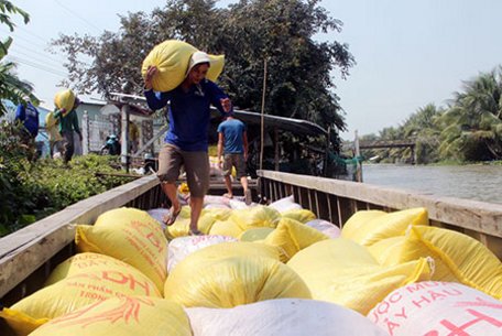 Cùng với ĐBSCL, hiện nông dân Hậu Giang cũng thu hoạch rộ lúa Đông xuân với niềm vui trúng mùa, được giá.