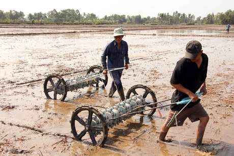 Lúa Hè Thu đối mặt với áp lực rầy nâu, bệnh vàng lùn và lùn xoắn lá có thể gây hại trên nhiều trà lúa, kết hợp với thời tiết nắng nóng khô hạn sẽ dễ gây ra hiện tượng cháy rầy.