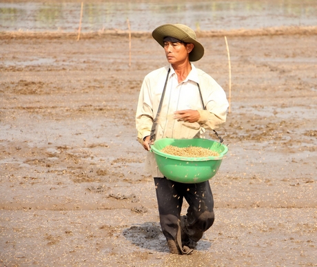 Xuống giống lúa Hè Thu tại xã Song Phú (Tam Bình).