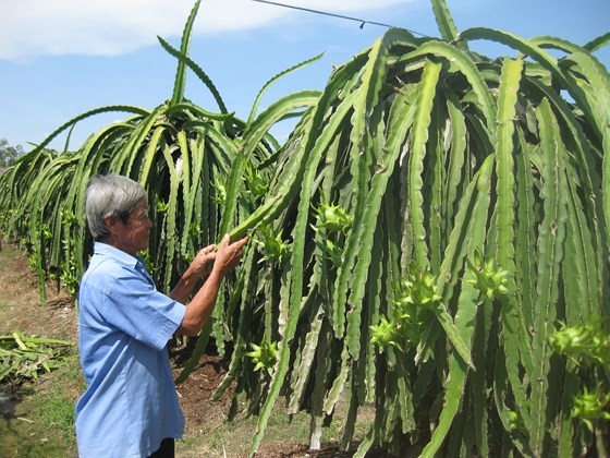 Nhiều nông dân ĐBSCL mở rộng diện tích trồng thanh long, bởi hiệu quả kinh tế cao