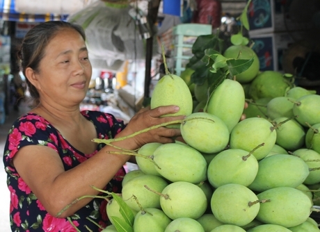 Giá xoài tăng 20.000 đ/kg so với cách đây 1 tháng.