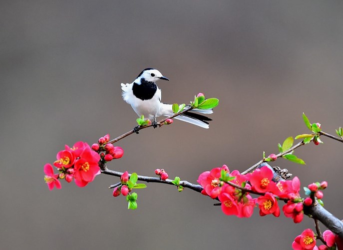 Chú chìa vôi đuôi trắng đang đậu trên cành hoa ở tỉnh Hà Nam, Trung Quốc.