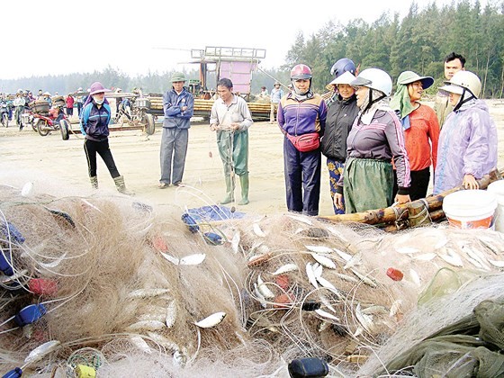 Các thương lái mua cá trích ngay tại bến