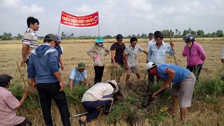 Buổi ra quân diệt chuột bảo vệ mùa màng có khá đông người tham gia.