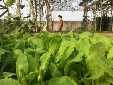 Hiện nay đang nở rộ phong trào rau sạch nhà trồng: thủy canh hoặc trồng trên sân thượng như thế này.