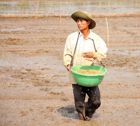 Sản xuất vụ Hè Thu trong điều kiện khó khăn về nguồn nước.