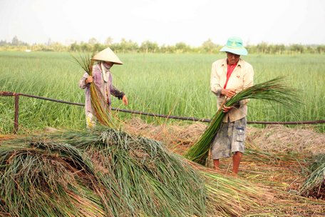 Giải pháp chủ động phòng tránh, giảm nhẹ thiệt hại do biến đổi khí hậu được ưu tiên hàng đầu (Trong ảnh: Người dân ở xã Trung Thành Đông (Vũng Liêm) trồng cây lác thích ứng tốt với xâm nhập mặn)