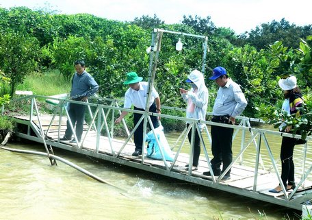 Du khách ngắm nhìn những con cá lớn từ 8-10 kg dọc các mương ở vườn của ông Đỗ Trung Ngôn. Ảnh: ÁI LAM