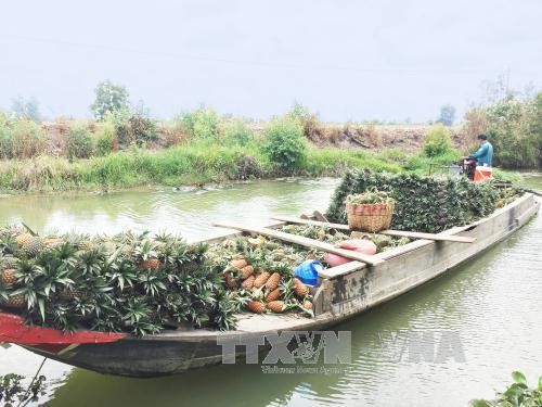 Thương lái thu mua và chở dứa đi tiêu thụ tại huyện Tân Phước, tỉnh Tiền Giang. Ảnh: Nam Thái/TTXVN