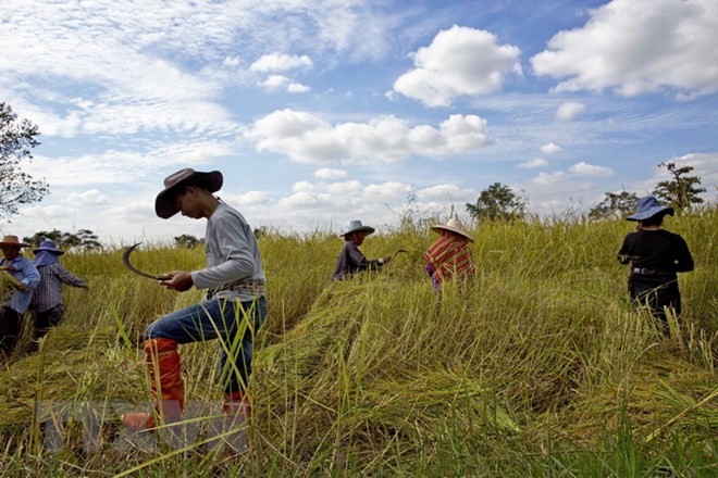 Nông dân thu hoạch lúa trên cánh đồng ở Buriram, Thái Lan. (Nguồn: AP/TTXVN)