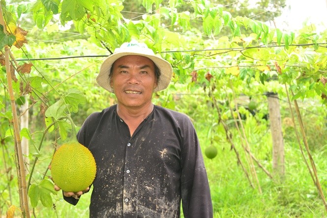 Ông Đặng Văn Hai cho biết cây gấc dễ trồng, cho thu nhập khá