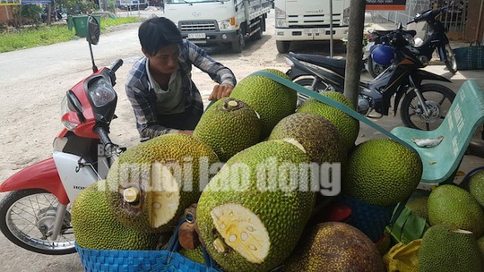 Đã vào mùa thu hoạch rộ nên giá mít Thái siêu sớm giảm mạnh