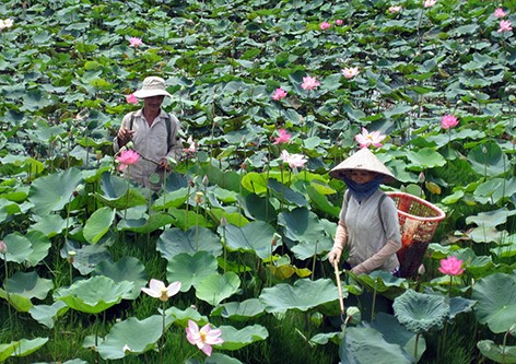 Chuyển đổi trồng sen trên đất lúa ở Đồng Tháp cho hiệu quả cao.