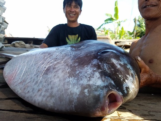 Ngư dân Hoàng Trọng Bình tặng cá mặt trăng quý hiếm cho bảo tàng Thiên nhiên Duyên hải miền Trung.