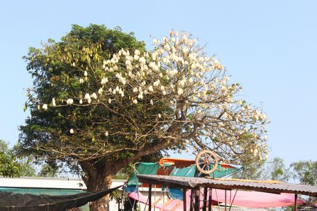 Nép mình bên dòng sông Tiền, cây bông gòn ở cù lao An Bình (Long Hồ) gợi nhắc ký ức đẹp về những năm tháng khó quên của đứa trẻ quê.