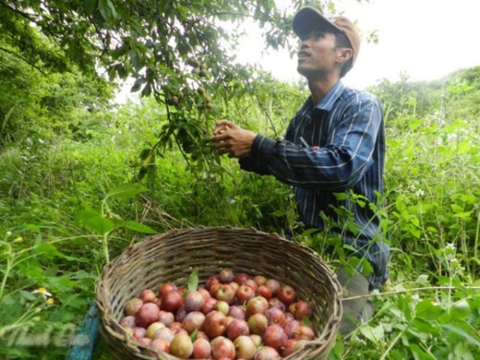 Sau khoảng 3-4 năm, cây mận bắt đầu cho quả. Ảnh: Baocongthuong.