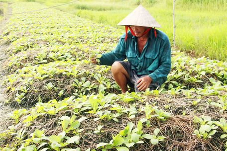 Ông Chín Sương cho biết thời tiết cứ hết mưa lại nắng như hiện nay thì rau cải khó mà đạt năng suất cao.