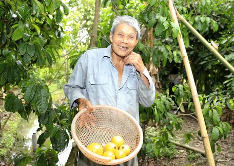  …và dần chuyển sang màu vàng tươi bắt mắt khi chín.