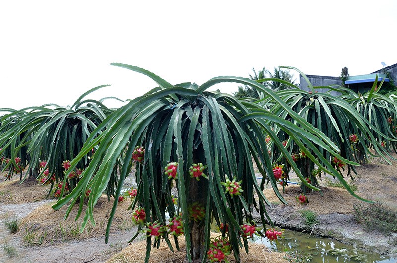 Từ nhiều năm nay, nhờ trồng cây thanh long, thu nhập của người dân huyện Châu Thành ngày một khá hơn.