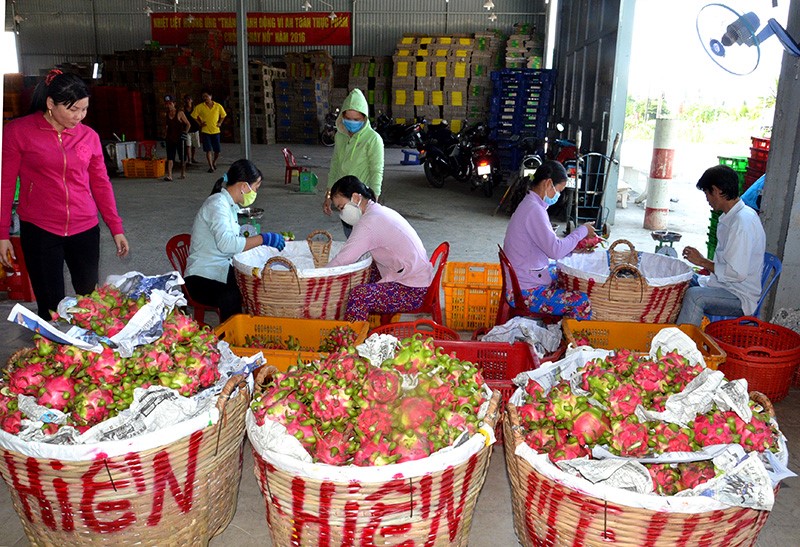 Thanh long chín được thu hoạch và phân loại.