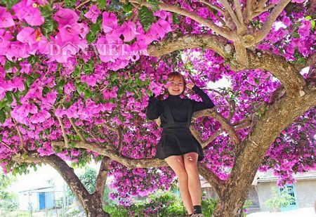 Bạn Thùy Linh - sinh viên Đại học Đà Lạt cho biết, do xuất hiện trên mạng xã hội nên đã cùng bạn đến để chiêm ngưỡng cây hoa giấy khổng lồ và cảm thấy rất thích thú, những cành của cây rất to nên có thể ngồi lên trên mà không lo gãy. Ảnh: Văn Long.