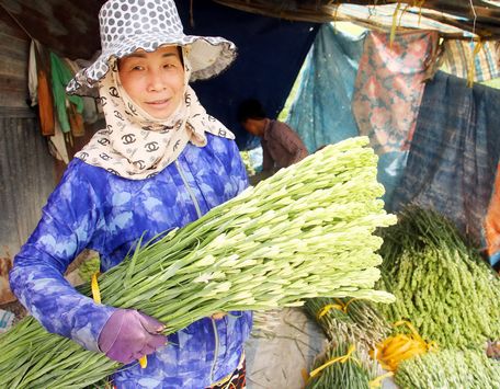 Huệ trắng hiện có đầu ra khá ổn định.