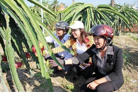 Với sự quan tâm của cấp ủy Đảng và chính quyền địa phương, đã giúp cho nhiều nông dân chuyển đổi cây trồng hiệu quả, tăng thu nhập.