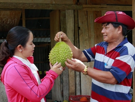 Chú Ba đang tận tình hướng dẫn cách chọn sầu riêng ngon.