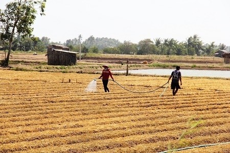 Nông dân Vĩnh Châu xuống giống vụ mùa mới.