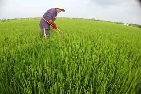 Vụ lúa Hè Thu năm 2018 ở xã Tân An Luông (Vũng Liêm). Trong ảnh: Nông dân ở Ấp 8 đang khử lúa lẩn.