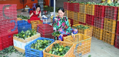 Mô hình trồng cam của xã đang đặt ra bài toán về đầu ra và an toàn thực phẩm.