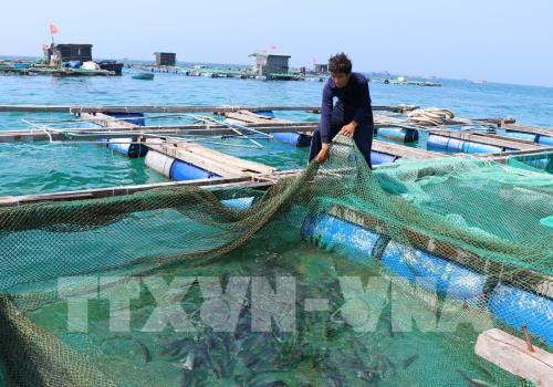 Giá tôm thẻ chân trắng ở Trà Vinh giảm mạnh. Ảnh minh họa: TTXVN