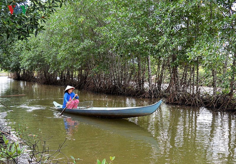 Môi trường tốt nhất để cá thòi lòi phát triển là trong những tán rừng đước, rừng mắm ven biển...