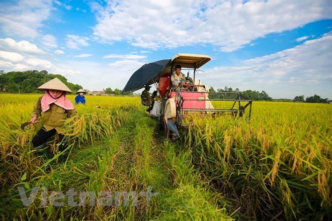 (Ảnh minh họa: Lê Minh Sơn/Vietnam+)