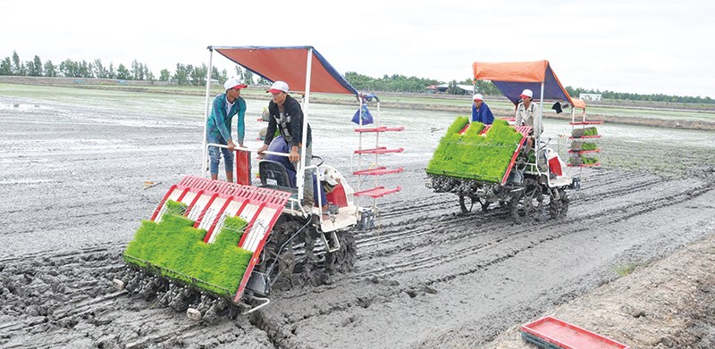 Gieo cấy lúa hè thu trên cánh đồng Bình Giang (huyện Hòn Đất, tỉnh Kiên Giang của Công ty Trung An). Ảnh: HỮU ĐỨC