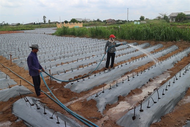 Dây thuốc cá đang xuống giống