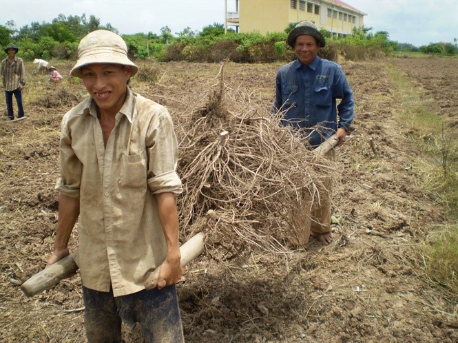 Thu hoạch rễ dây thuốc cá