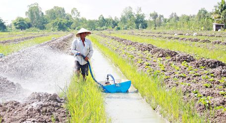 Việc chuyển đổi cây trồng phù hợp đã giúp cho nhiều nông hộ nâng cao thu nhập trên cùng diện tích canh tác.