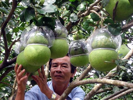 Nông dân huyện Châu Thành, tỉnh Hậu Giang, tạo hình bưởi hồ lô khắc chữ Tài - Lộc.