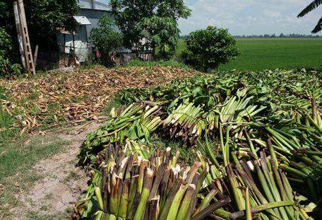  Lục bình phơi khô làm nguyên liệu trồng nấm