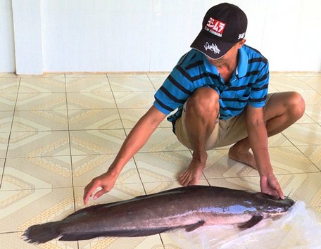 Anh Vũ bắt được con cá trê “khủng” nặng gần 12 kg